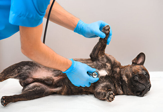 2025 Vet Guide: Collapsing Trachea in Dogs – Signs, Diagnosis & Care 💨🐶