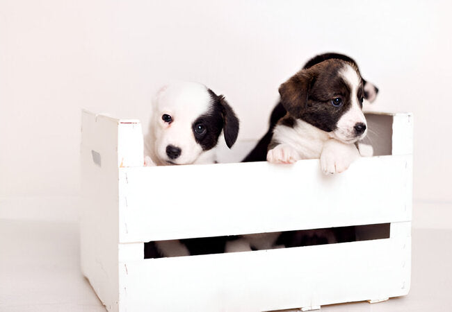 2025 Vet Guide: Crate Training Puppies Made Easy with Vet Care & Compassion 🐶🏠