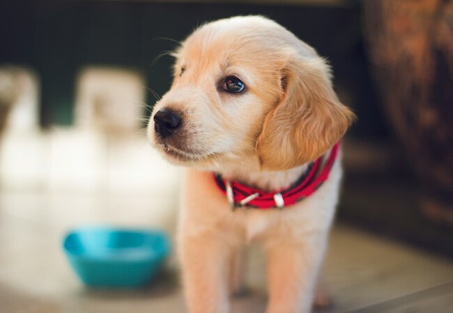 2025 Vet Guide: Dog Ate Silica Gel Packets – What to Do & When to Worry 🐶⚠️