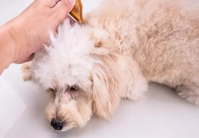 2025 Vet Guide: Dog Dandruff – Causes, When to Worry & Effective Care 🐶❄️