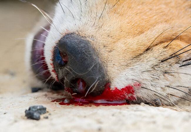 2025 Vet Guide: Dog Nosebleeds – Causes, First Aid & When to See a Vet 🐶🩸