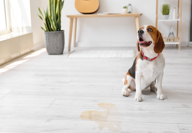 2025 Vet Guide: Dog Peeing in the House—Medical vs Behavioral Causes & Solutions 🐶🚽