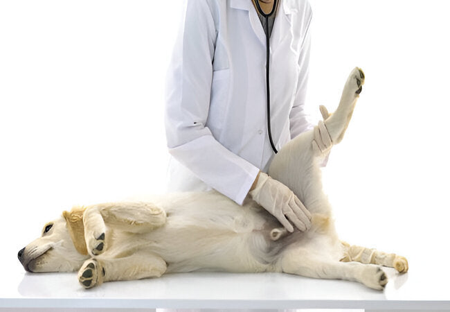 2025 Vet Guide: Dog Regurgitation – Causes, Diagnosis & When to Worry 🐶➡️