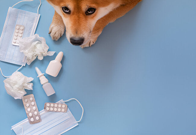 2025 Vet Guide: Dog Runny Nose – Causes, Diagnosis & Care 🌧️🐶