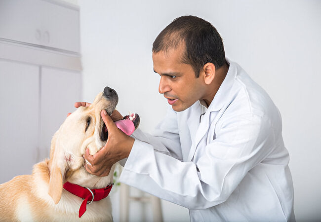 2025 Vet Guide: Dog Wheezing – Causes, Diagnosis & Care 🐶💨