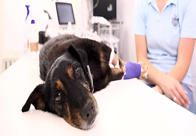 2025 Vet Guide: Edema in Dogs – Causes, Diagnosis & Treatment 🌟🐾