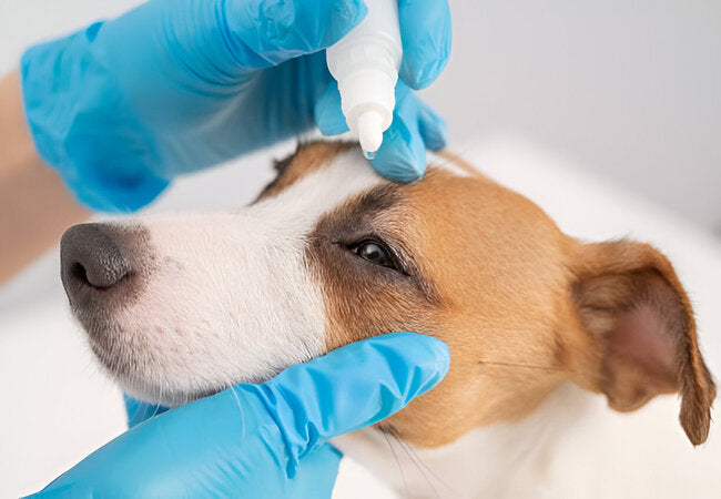 2025 Vet Guide: Epiphora in Dogs – Watery Eyes Causes, Diagnosis & Care 🐶💧