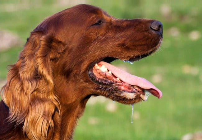 2025 Vet Guide: Excessive Drooling in Dogs – Causes, When to Worry & Treatment 🐶💦