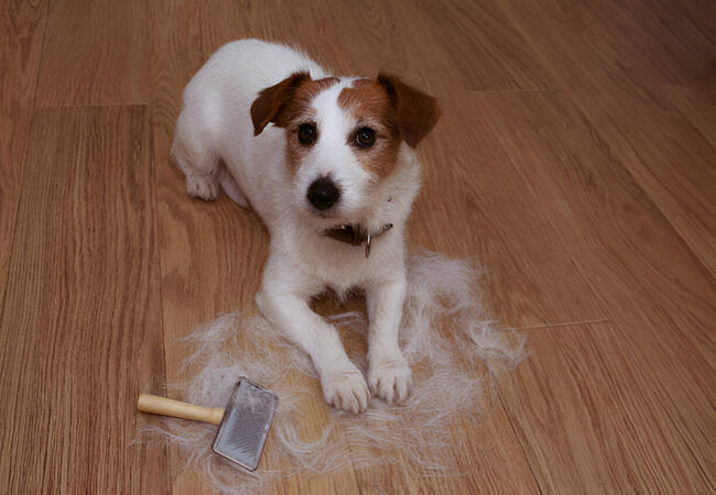 2025 Vet Guide: Excessive Shedding in Dogs – Causes, Care & Prevention 🐶🧹