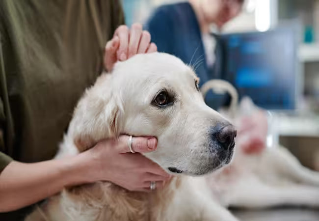 2025 Vet Guide: Head Pressing in Dogs – Urgent Neurological Warning & Next Steps 🐶⚠️