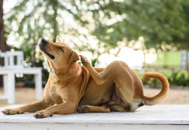 2025 Vet Guide: Home Remedies for Itchy Dog Skin 🐶🌿