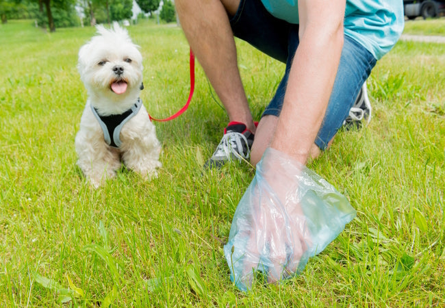 2025 Vet Guide: How Often Should Dogs Poop? 🚽🐶