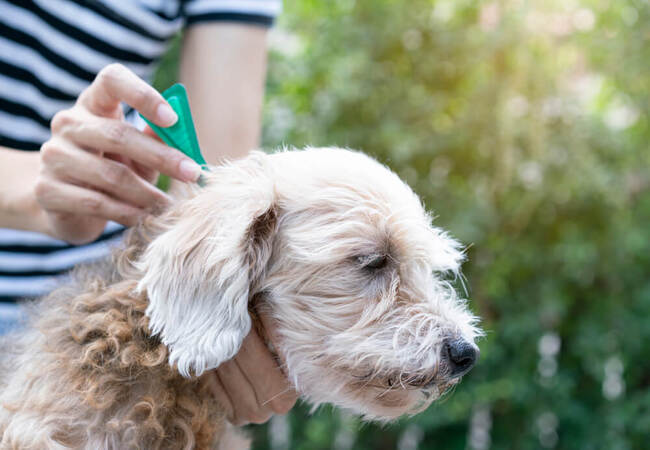 2025 Vet Guide: How to Handle Fleas on Dogs 🐶🔬