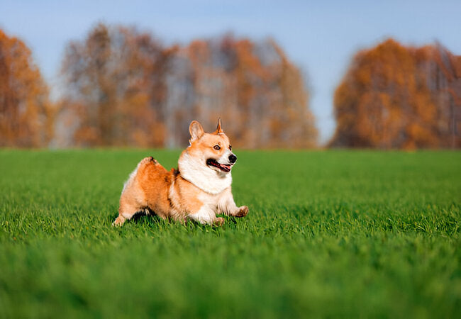 2025 Vet Guide: How to Stop Your Dog from Jumping Up—Vet-Backed Training 🐶🛑
