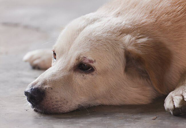 2025 Vet Guide: Hyphema in Dogs – Causes, Urgent Care & Treatment 🐶🩸