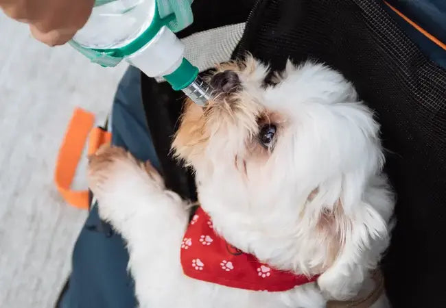 2025 Vet Guide: Is Pedialyte Safe for Dogs? Expert Vet Insight 🩺🐾