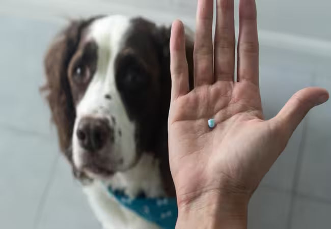 2025 Vet Guide: NSAIDs for Dogs – What You Need to Know 💊🐶