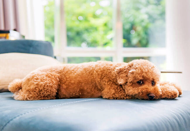 2025 Vet Guide: Natural Pain Relief for Dogs 🌿🐾
