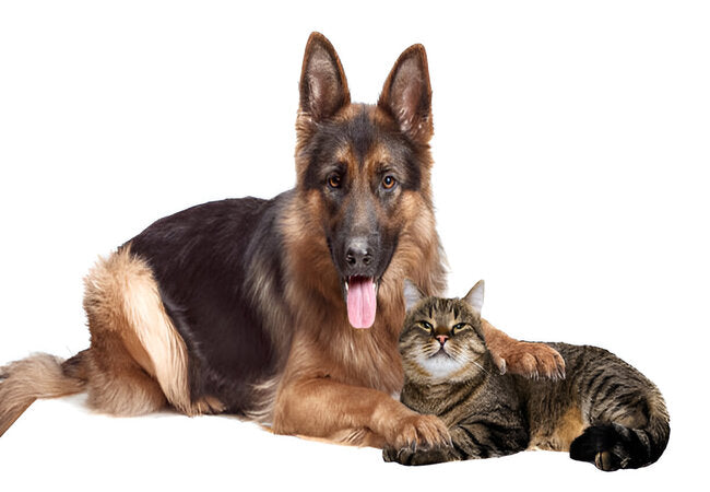 2025 Vet Guide: Ondansetron for Dogs & Cats – Use, Dosage, Safety & Side Effects 💊🐾