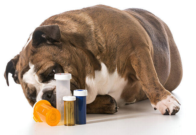 2025 Vet Guide: Pain Meds for Dogs – What Works, What to Avoid & How to Monitor 🐶💊