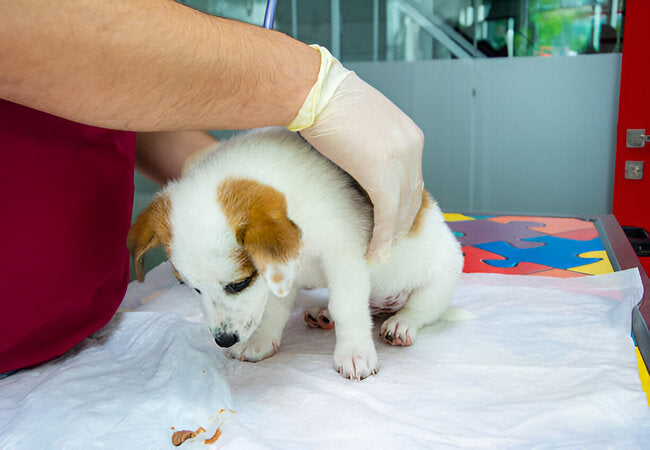 2025 Vet Guide: Puppy Diarrhea – Causes, Diagnosis & Care 🌟🐶