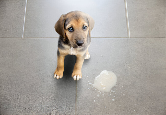 2025 Vet Guide: Puppy Vomiting & Diarrhea – Causes, Care & Prevention 🌟