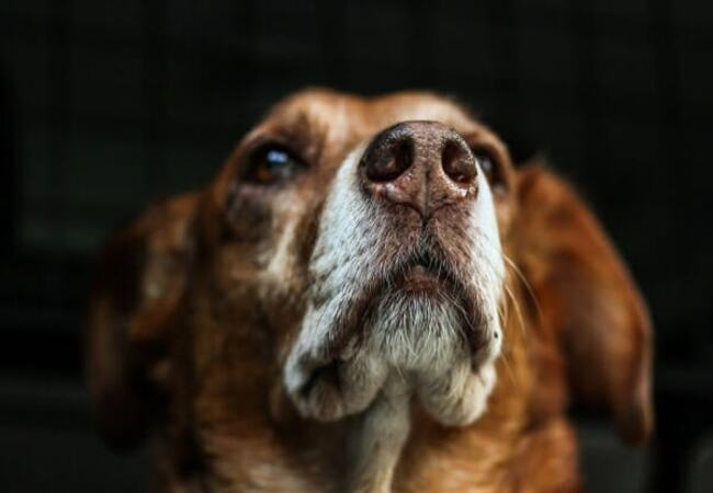 2025 Vet Guide: Reverse Sneezing in Dogs—Understanding, Alleviating & When to Act 🐶👃