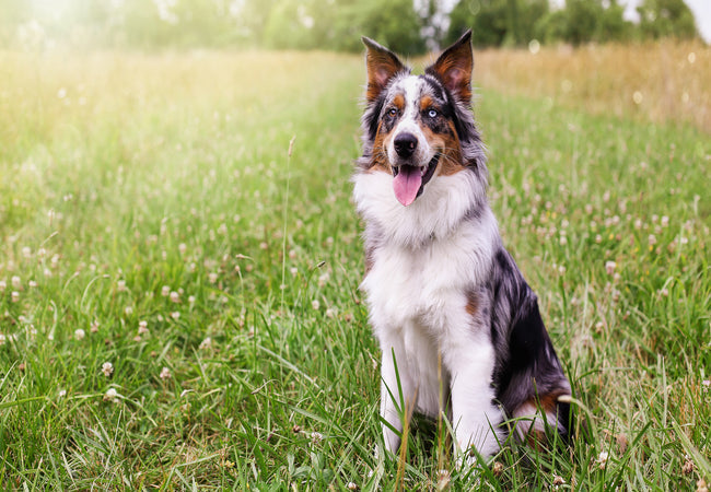 2025 Vet Guide: Swollen Lymph Nodes in Dogs – Causes, Diagnosis & Care 🐶🩺