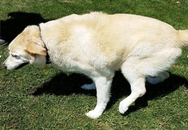 2025 Vet Guide: Understanding & Helping a Limping Dog 🐶🦴