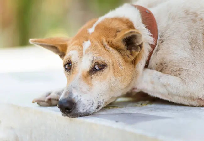 2025 Vet Guide: Understanding & Managing Dog Diarrhea 💩🐾