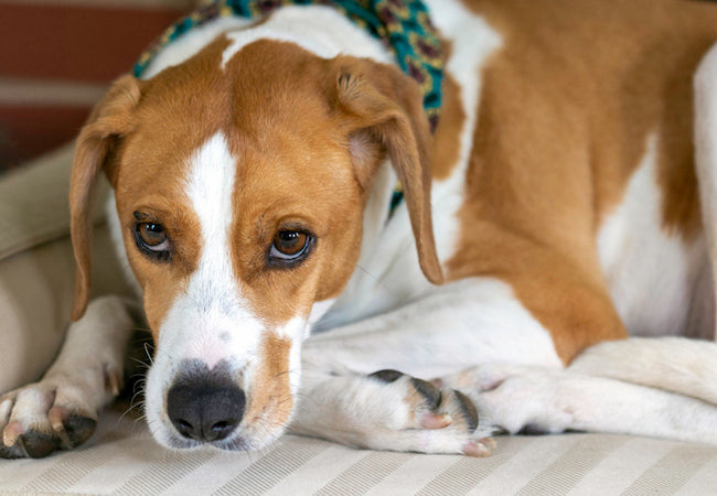 2025 Vet Guide: Understanding & Relieving Dog Constipation 💩🐾