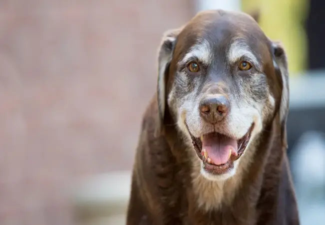 2025 Vet Guide: Understanding & Treating Cataracts in Dogs 🐶👁️