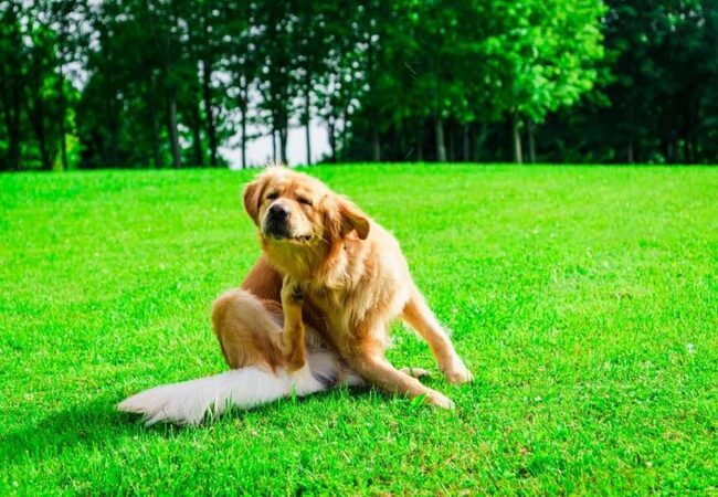 2025 Vet Guide: Understanding & Treating Itchy Dogs 🐕‍🩺✨