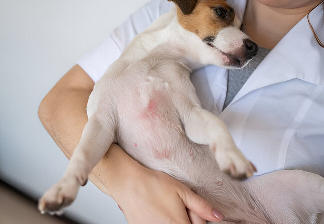 2025 Vet Guide: Understanding & Treating Rashes in Dogs 🐶🩺