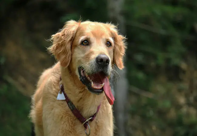 2025 Vet Guide: Why Do Dogs Pant? Understanding Normal vs. Problematic Panting 🐶💧