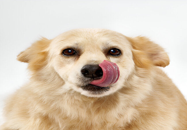 2025 Vet Guide: Why Does My Dog Keep Licking His Lips? 🐶👅