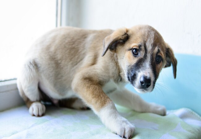 2025 Vet Guide: Why Does My Dog Shake? Causes, Care & When to Worry 🐶🌀