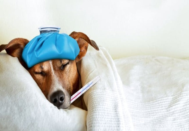 2025 Vet Guide: Why Dogs Get Fevers & What to Do 🐶🔥