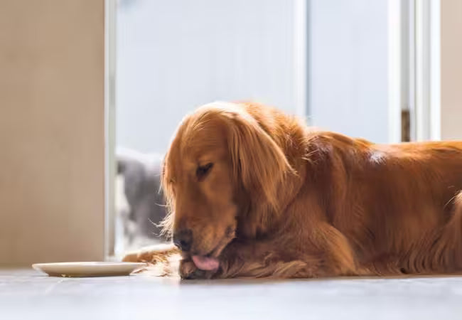 2025 Vet Guide: Why Dogs Lick, Chew & Groom Excessively 🐶🩺