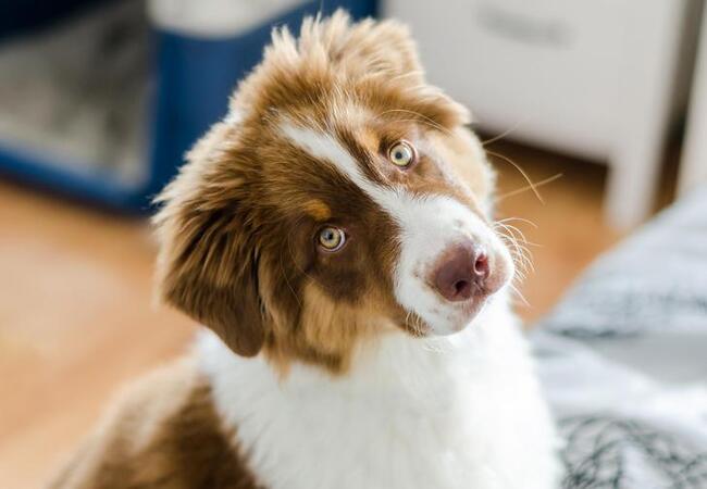 2025 Vet Guide: Why Dogs Tilt Their Heads – Meaning, Health, & Communication 🐶🧠