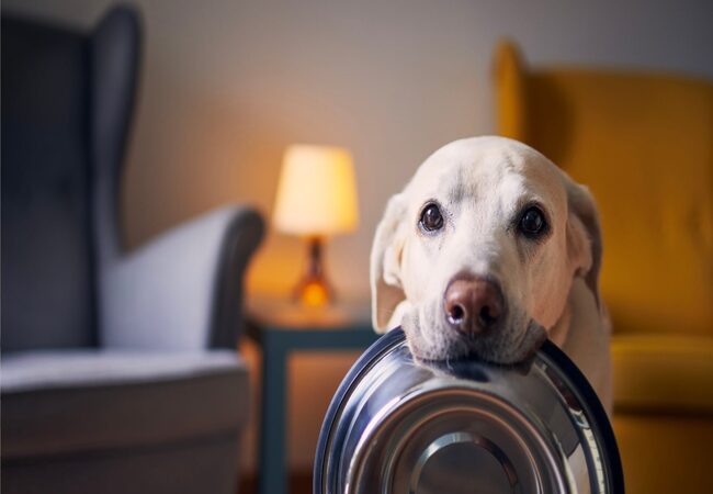 2025 Vet Guide: Why Is My Dog Always Hungry? Causes & Care 🐶🍽️