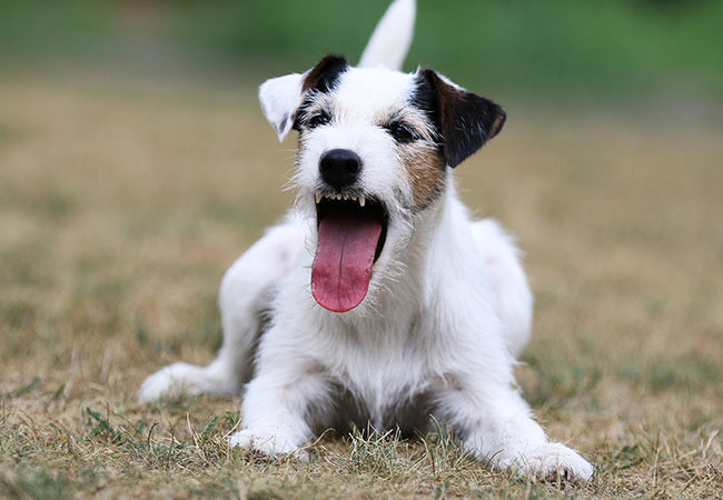 2025 Vet Guide: Why Is My Dog Coughing? 🐶💨