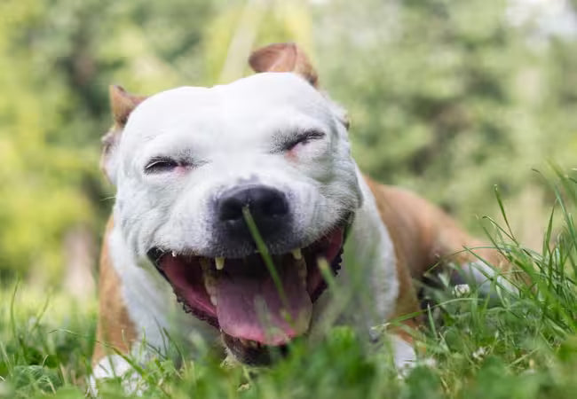 2025 Vet Guide: Why Is My Dog Coughing and Gagging? Causes, Treatment & Care 🐶💨