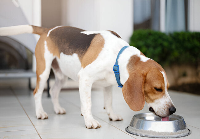 2025 Vet Guide: Why Is My Dog Drinking A Lot of Water? Causes, Diagnosis & Care 💧🐶