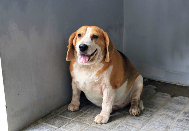 2025 Vet Guide: Why Is My Dog Losing Weight? Causes, Diagnosis & Care 🐶⚖️