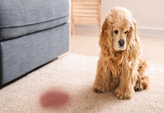 2025 Vet Guide: Why Is My Dog Peeing Blood? Hematuria Causes & Solutions 🐶💧