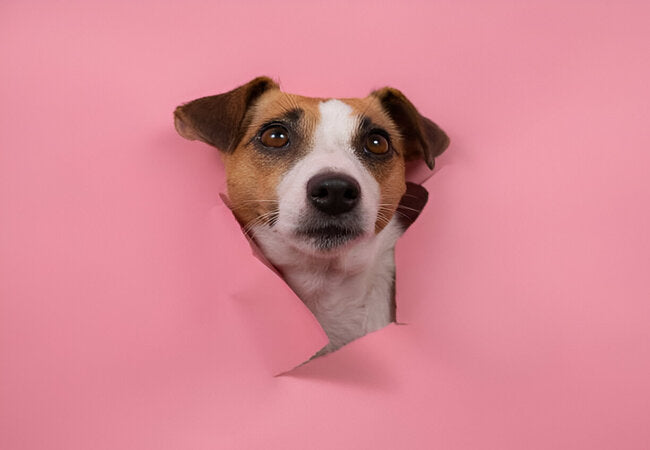 2025 Vet Guide: Why Is My Dog Scared of Everything? Causes & Confidence Boost 🐶😟