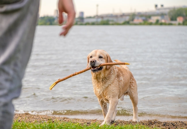 2025 Vet Guide: Why Is My Dog Shaking Its Head? Causes & Care 🐶👂