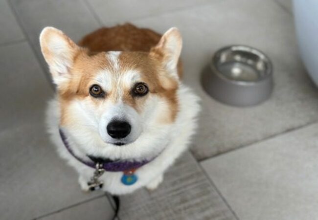 2025 Vet Guide: Why Isn’t My Dog Drinking Water? Causes & Care 💧🐶