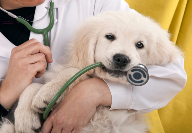 2025 Vet Guide: Why Isn’t My Dog Peeing? Signs, Causes & Care 🚨🐶
